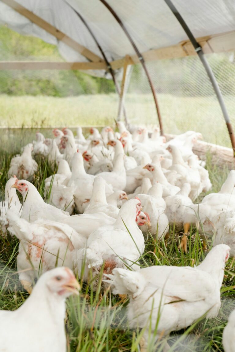 Receitas simples que valorizam ingredientes naturais