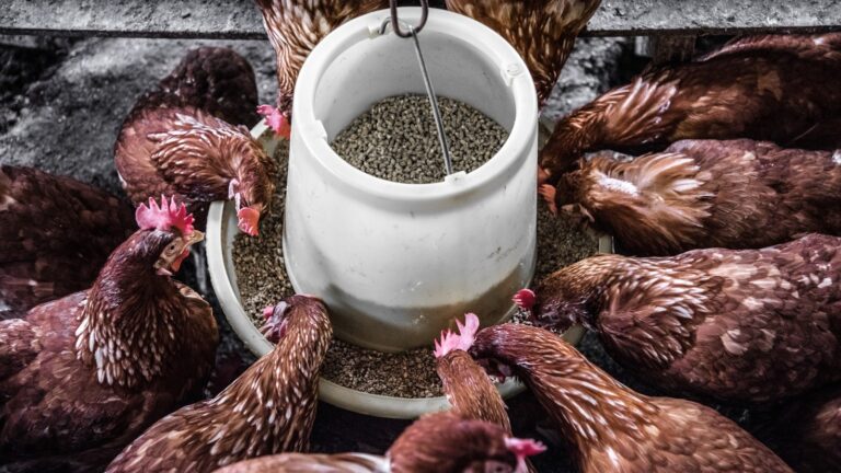 Por que escolher produtos de origem sustentável